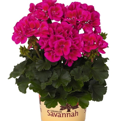 Pelargonium 'Savannah® TexMex Merlot Sizzle' - Pelargoon 'Savannah® TexMex Merlot Sizzle'   